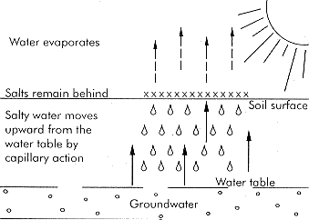 Figure 2. Salts build up by capillary action and evaporation.