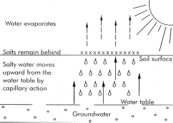 Figure 2. Salts build up by capillary action and evaporation. 