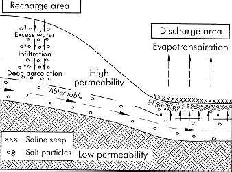 Figure 1. Generalized saline seep formation