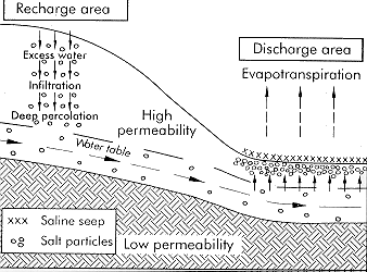 Figure 1. Generalized saline seep formation 