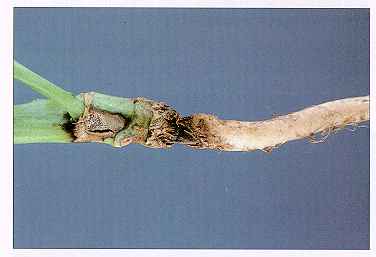 Figure 1. Blackleg cankers can girdle stems - note picnidia. 