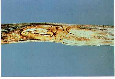 Figure 5. Blackleg overwinters on infected stubble (old cankers.) 