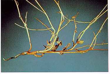 Figure 7. Virulent blackleg kills susceptible canola at flowering. 