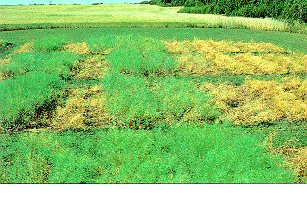 Figure 8. Tolerant and susceptible canola on blackleg infested land. dead central strip Westar (5) left to right. Green, Cyclone (2) Legend (3) (side by side). Large dead areas to the right are polish canolas (4). Numbers in brackets reflect disease ratin