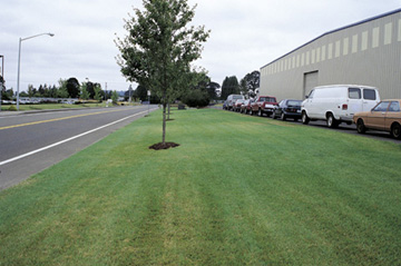 Tall fescue used in an urban setting.