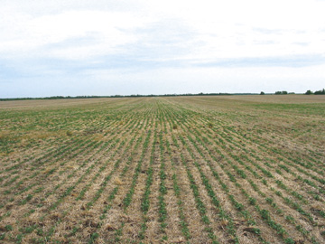 Emergence of glyphosate-tolerant canola direct-seeded into tall fescue sprayed in the spring.