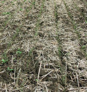 Direct seeding tall fescue into canola stubble is an excellent method of stand establishment.