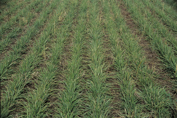 Tall fescue seeded in rows generally results in higher seed yields than broadcast seeding.