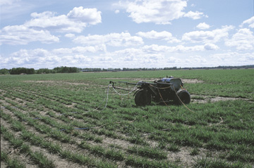Modified ATV used for spot spraying in tall fescue seed fields.