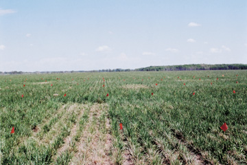 Wild oat herbicide damage on established tall fescue.