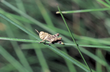 Third instar stage of a migratory grasshopper.