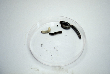 Glassy cutworm larvae.