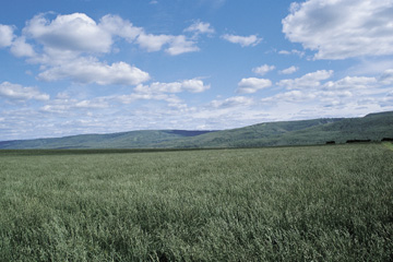 Tall fescue seed field in the Peace River Region of Alberta.