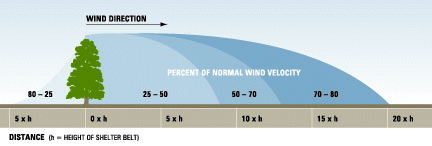 Approximate reduction of wind speed by a single-row shelterbelt