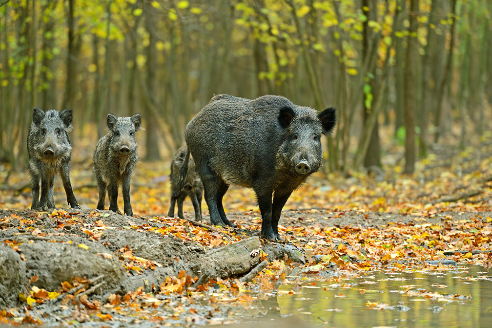 Wild Boar At Large - An Invasive Pest in Alberta