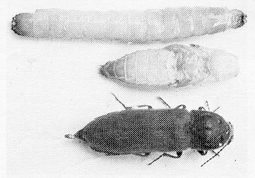 Figure 1. Larva, pupa, adult.