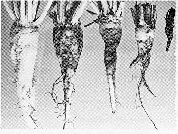 Figure 3. Healthy beet (left) and beets with various amounts of wireworm damage.
