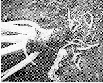 Figure 2. Wireworms and wireworm-damaged sugarbeet.