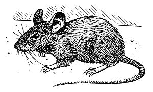 Figure 1. The house mouse