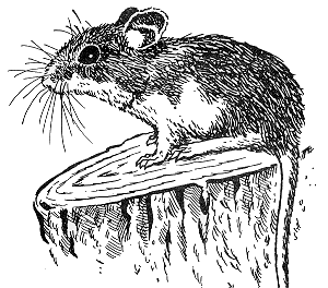 Figure 2.  White-footed mouse (or deer mouse)