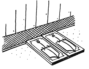 Figure 5. Placement of snap traps
