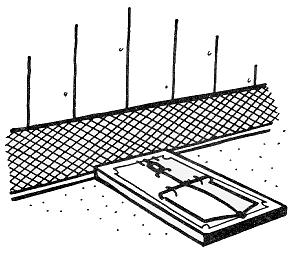 Figure 5. Placement of snap traps