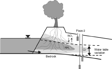 Figure 6. Tree roots in the berm promote preferential flow