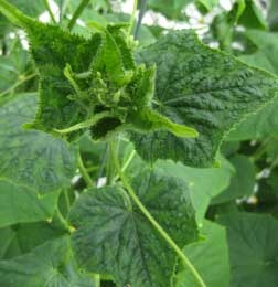 Typical CGMMV symptoms on greenhouse cucumber plants.