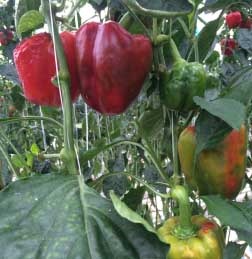 Typical TSWV symptoms on greenhouse pepper plants.