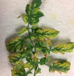 Typical PepMV symptoms on greenhouse tomato.