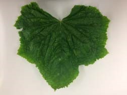 Typical ZYMV symptoms on greenhouse cucumber.