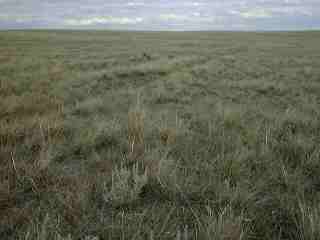 Healthy mixed grass prairie, maintained during drought
