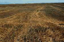 A crop residue cover protects the soil.