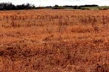 Conservation fallow maintains a crop residue cover to protect the soil. 