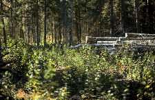Wooded areas with poor soils and steep slopes can be managed as woodlots. 