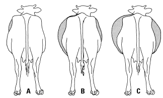 Figure 7. Three degrees of bloat: A - mild, B - moderate, C - severe