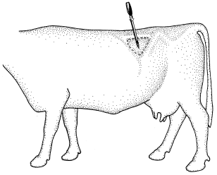 Figure 8. Insertion point for trocar and cannula - dotted triangle is the left paralumber fossa, where the hollow of the flank is found in a normal cow