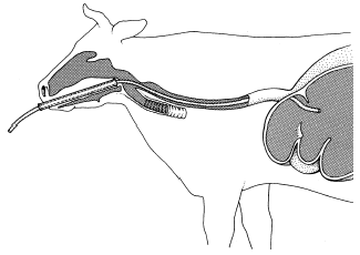 Figure 13. Position of stomach tube, used with a Frick speculum, through the oral passage into the rumen