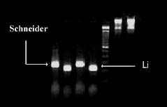 PCR