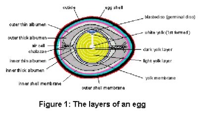 layers_of_egg.jpg - 23.85 K