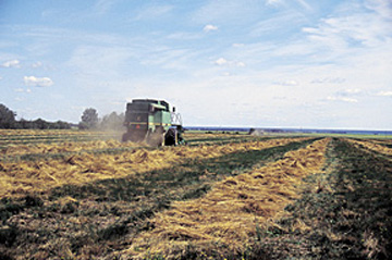 Figure 1. Grass seed field following harvest.