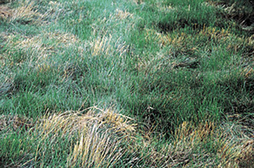 Figure 2. Re-growth in a grass seed field in the fall.