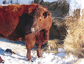 Figure 6. Feeding grass seed straw to cows.