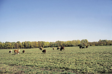 Figure 7. Grazing creeping red fescue seed fields in the fall.