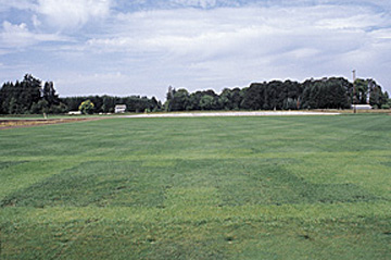 Figure 8. Turf type grass seed varieties are bred for increased endophyte levels (picture of tall fescue turf grass variety trial).