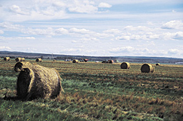 Figure 9. Creeping red fescue straw bales in the Peace River region.