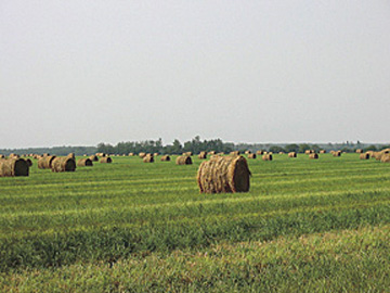 Figure 3. Fescue straw bales following seed harvest.