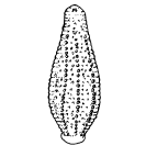 Figure 1. Leech, mayfly larvae and freshwater shrimp. Some possible natural aquatic feed sources visible and available to your pond fish.