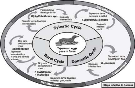 Figure 1. Types of tapeworm infection