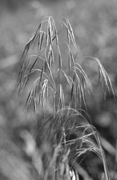 Figure 1. Seed head of downy brome